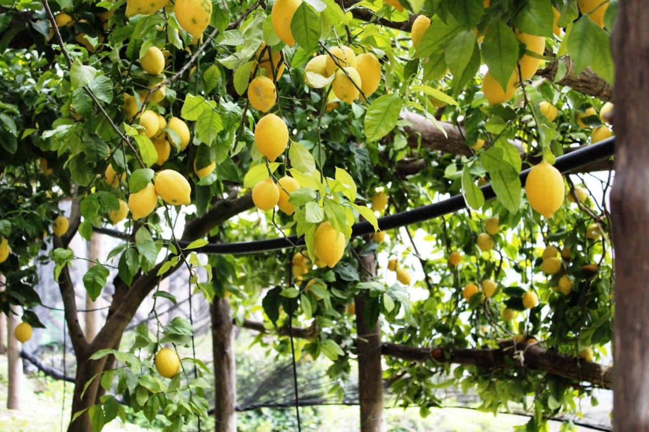 Poggio Angelarosa: Lemon Garden Stay&Relax Scala Zewnętrze zdjęcie